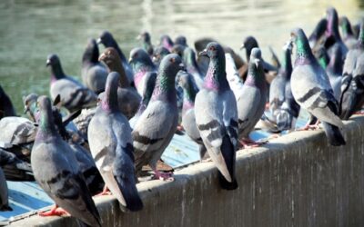 Como Acontece o Serviço de Controle de Pombos