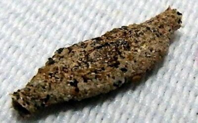 Traças: Como Evitar e Combater Essa Praga