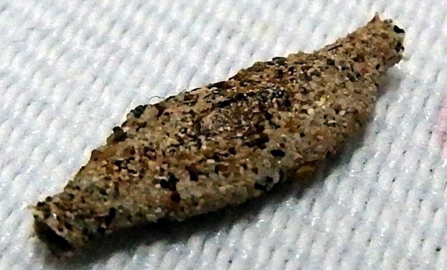 Traças: Como Evitar e Combater Essa Praga