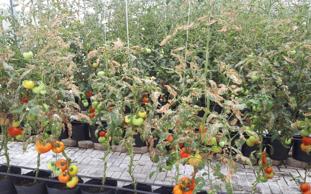 SAIBA COMO CONTROLAR A TRAÇA DO TOMATEIRO