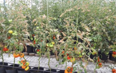 SAIBA COMO CONTROLAR A TRAÇA DO TOMATEIRO