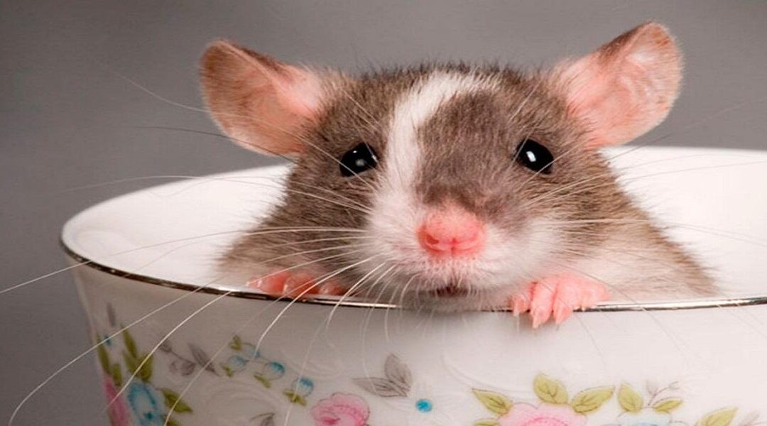 Quais São os Cuidados Após a Desratização