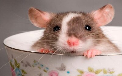 Quais São os Cuidados Após a Desratização