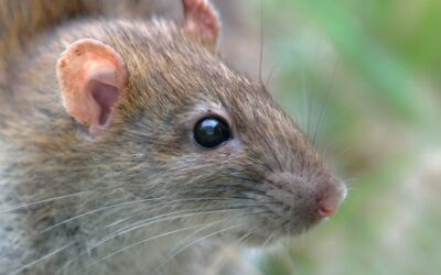 Achou Ninho de Rato? Realize o Controle de Roedores