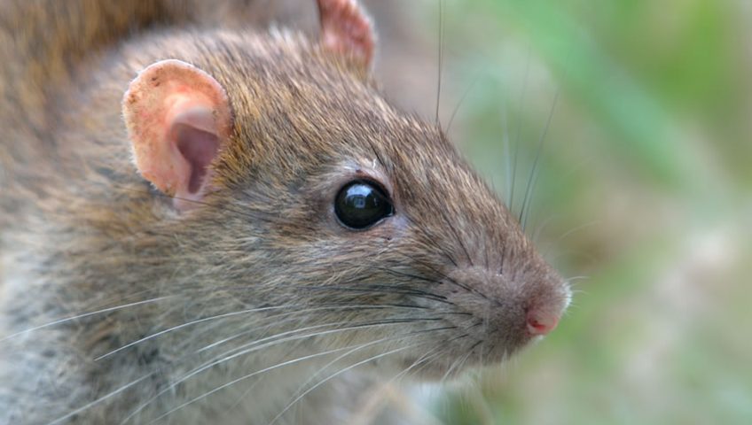 Achou Ninho de Rato? Realize o Controle de Roedores