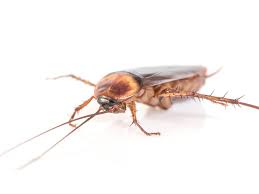 Serviço Realizado Por Uma Dedetizadora de Baratas