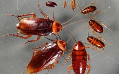 Sinais de Infestação de Baratas?