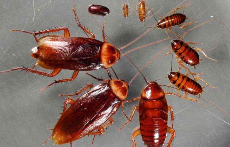 Sinais de Infestação de Baratas?