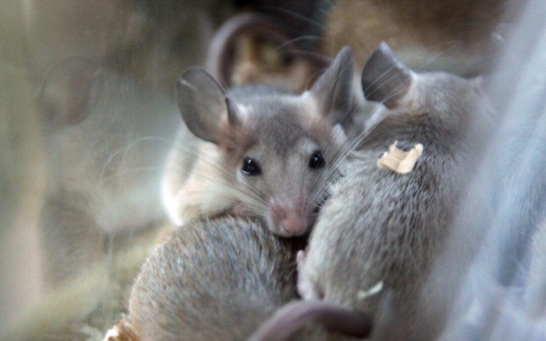 Ratos ! Elimine os Roedores com Desratização de Forma Segura