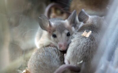 Ratos ! Elimine os Roedores com Desratização de Forma Segura