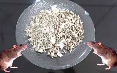 Como Matar Ratos Sem Pôr a Própria Segurança em Risco