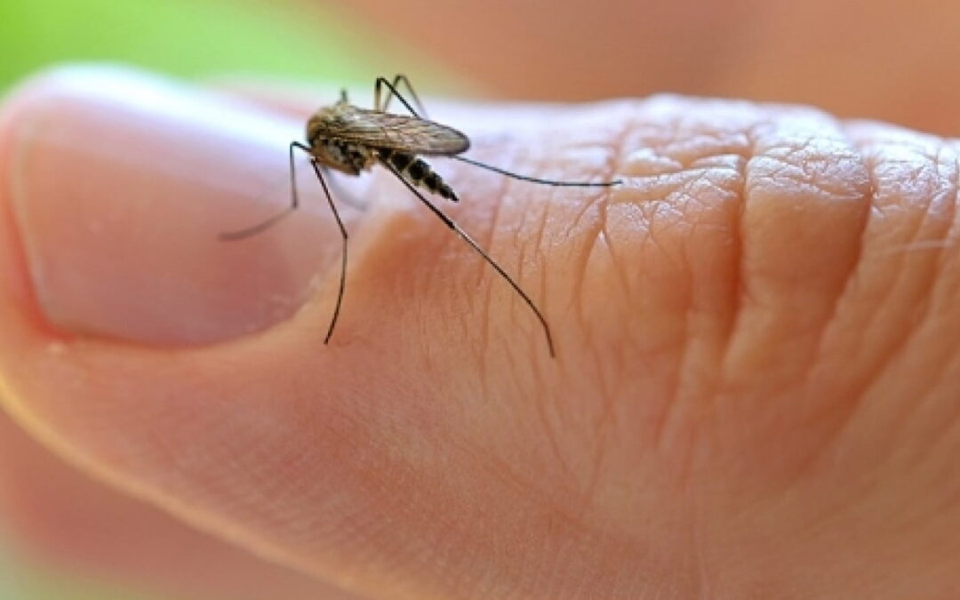 4 Dicas de Como Afastar Mosquitos de Casa