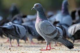 Manejo de Pombo: Evite Problemas com as Aves
