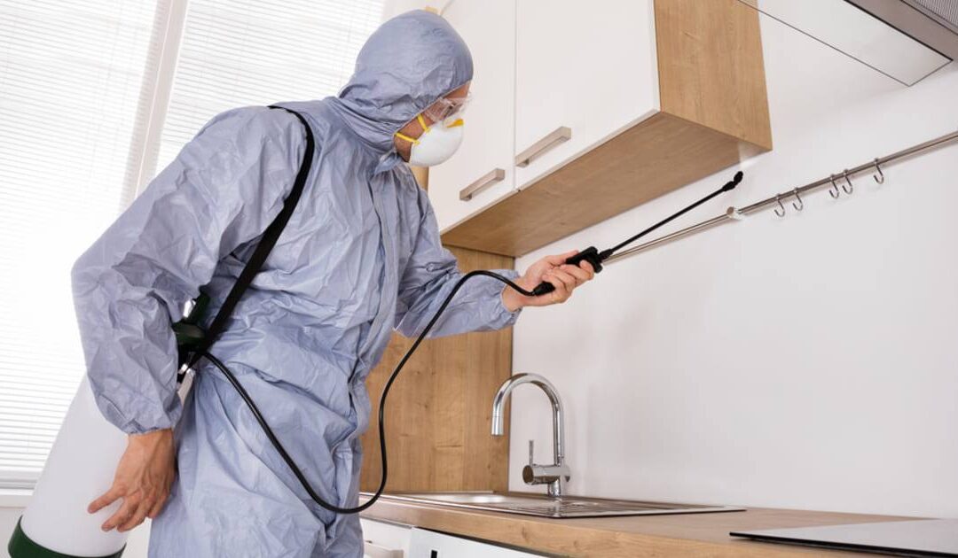 Como Funciona Uma Dedetização?