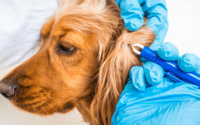 Como Tirar Pulgas de Cachorros da Melhor Maneira
