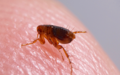 Combate às Pulgas: 7 Mitos e Verdades