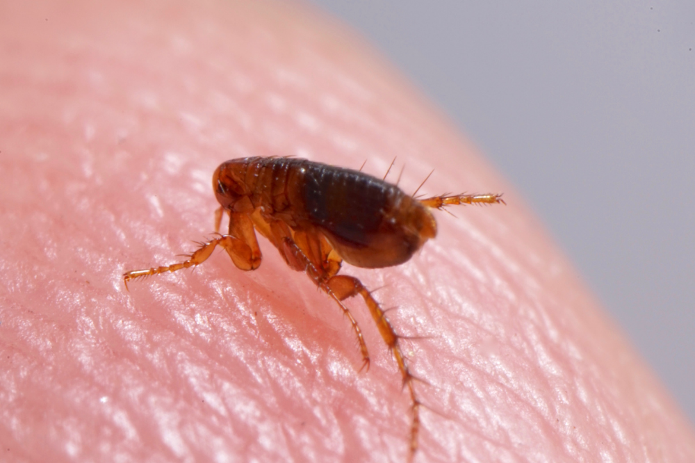 Combate às Pulgas: 7 Mitos e Verdades