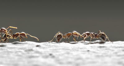 É Necessário Fazer Dedetização de Formigas?