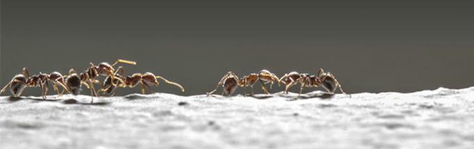 É Necessário Fazer Dedetização de Formigas?