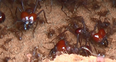 2 Dicas Para Acabar Com as Formigas