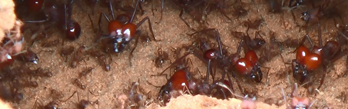 2 Dicas Para Acabar Com as Formigas