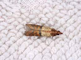 Como Dedetizar Traças: Dicas de Dedetização