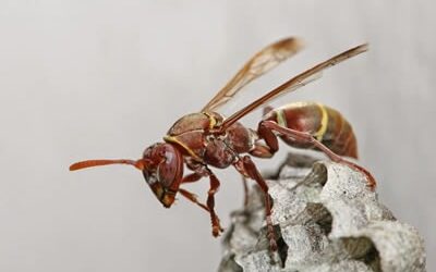 Como Ocorre Uma Infestação de Marimbondos?