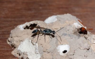 A Dedetização de Marimbondos é Fundamental