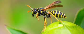 COMO EVITAR PROBLEMAS COM ABELHAS E MARIMBONDOS?