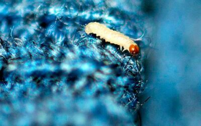 COMO ACABAR COM AS TRAÇAS DE VEZ