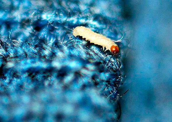 COMO ACABAR COM AS TRAÇAS DE VEZ