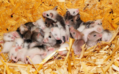 Medidas Corretivas: Controle de Ratos