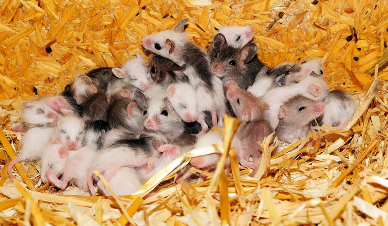 Medidas Corretivas: Controle de Ratos