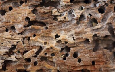 Como Acabar Com o Cupim de Madeira Seca?