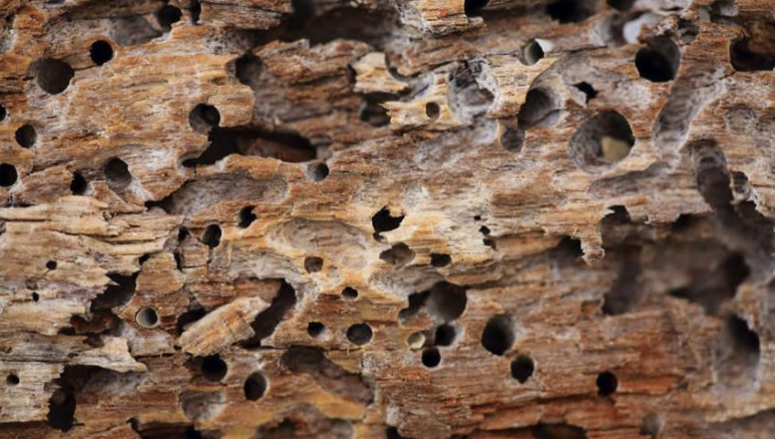 Como Acabar Com o Cupim de Madeira Seca?