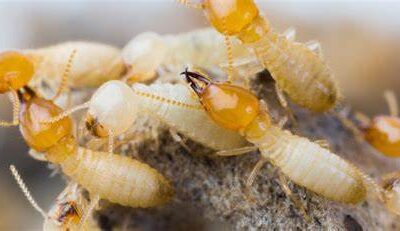 Como Acabar Com o Cupim de Solo Com Barreira Química