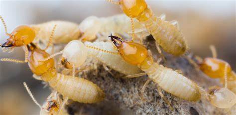 Como Acabar Com o Cupim de Solo Com Barreira Química