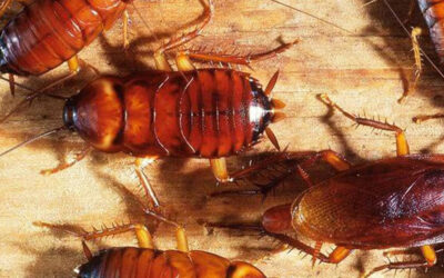 Tudo Que Você Nunca Quis Saber Sobre as Baratas