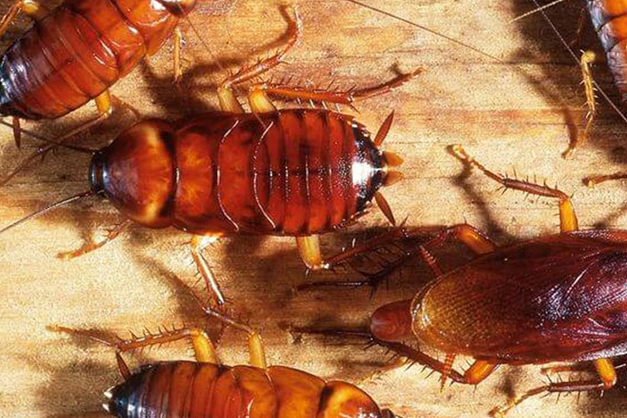 Tudo Que Você Nunca Quis Saber Sobre as Baratas