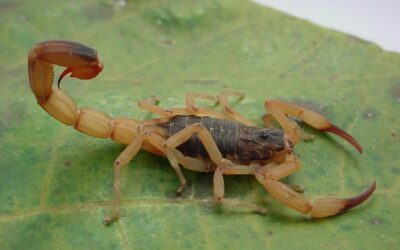 Existe Dedetização para Escorpião: Dicas e Riscos