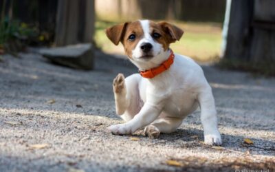 Como Acabar com Pulgas no Quintal