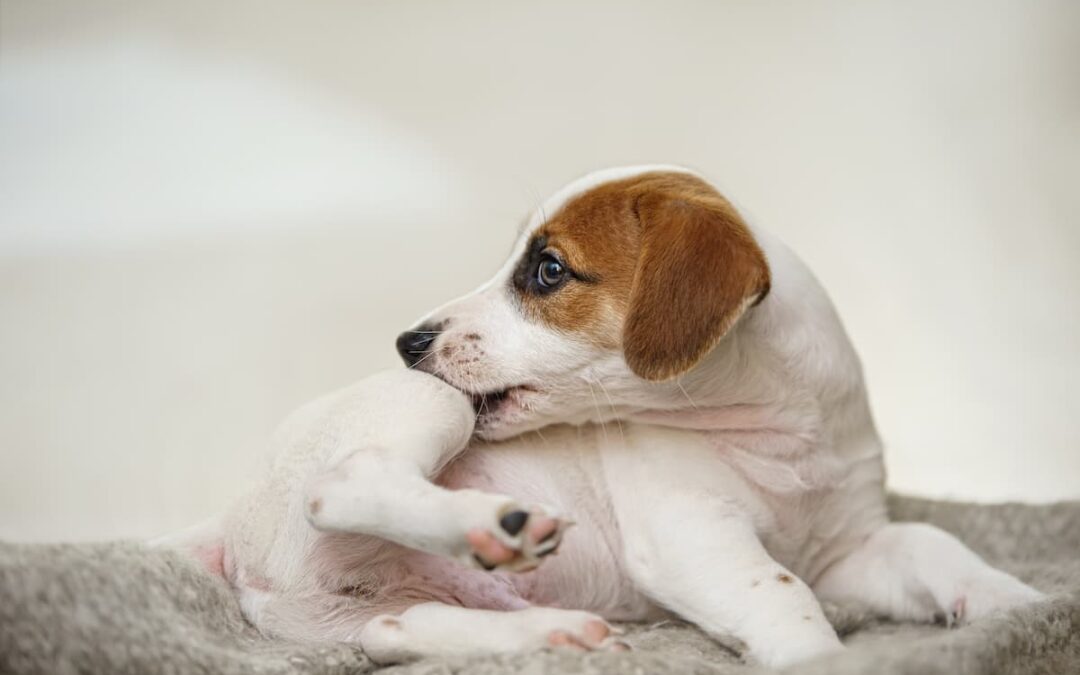Descubra como Tirar Pulga de Cachorro Filhote