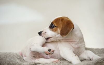 Descubra como Tirar Pulga de Cachorro Filhote