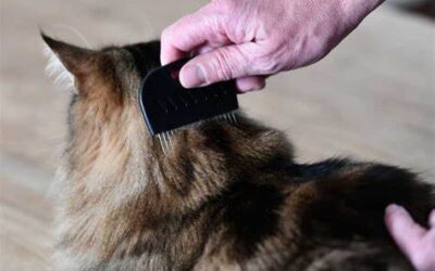 Como Evitar Pulga em Animais Domésticos