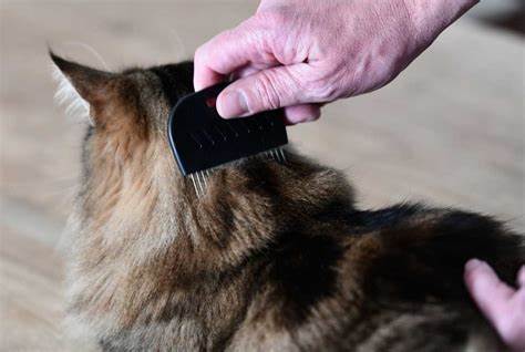 Como Evitar Pulga em Animais Domésticos