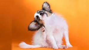 Pulga de Cachorro: O que Fazer Quando Elas Atacam?