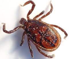 Carrapatos Saiba Como Evitar