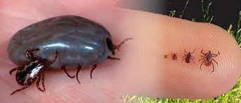 Os Perigos de Uma Dedetização de Carrapatos Mal Feita