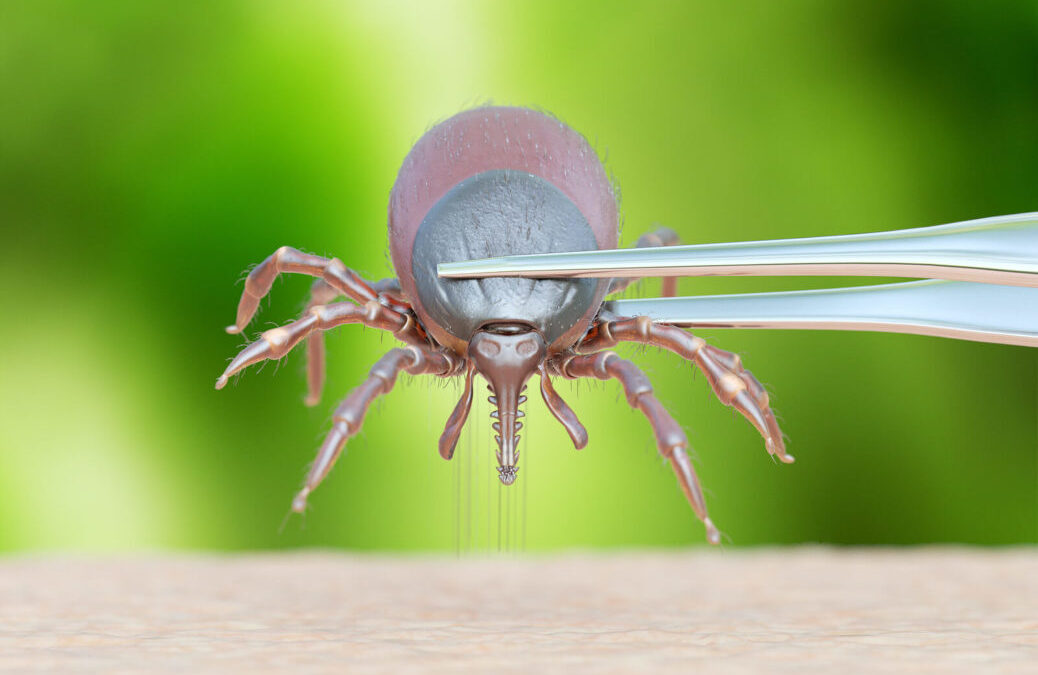 O Que é Carrapato e Como Acabar com Ele