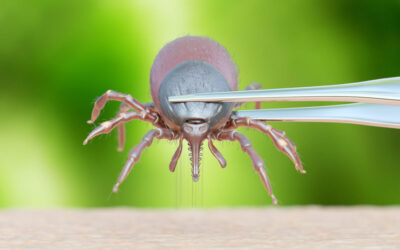 O Que é Carrapato e Como Acabar com Ele